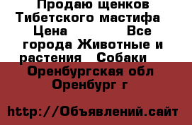 Продаю щенков Тибетского мастифа › Цена ­ 45 000 - Все города Животные и растения » Собаки   . Оренбургская обл.,Оренбург г.
